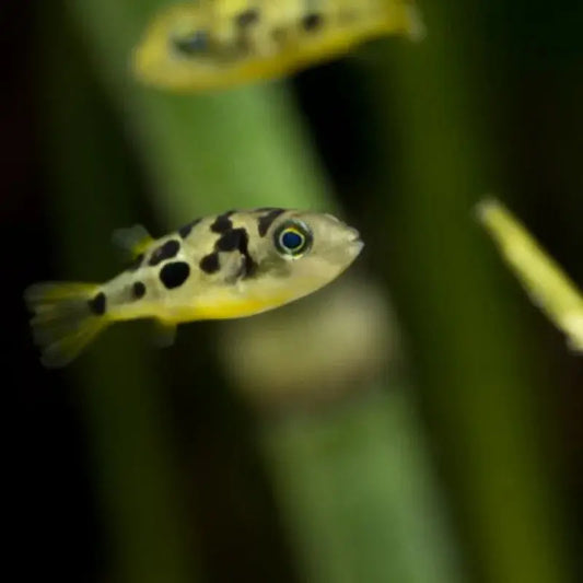 Pea Puffer (Carinotetraodon travancoricus) – tiny freshwater pufferfish swimming in a planted aquarium.
