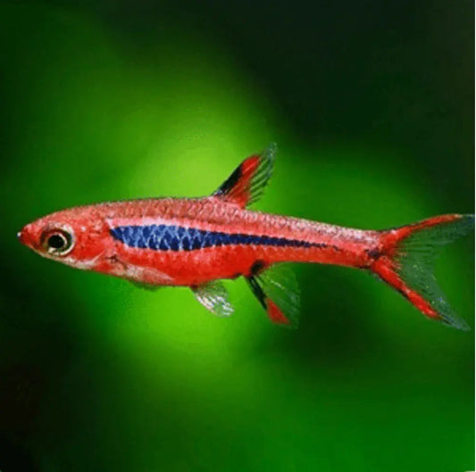 Chili Rasbora (Boraras brigittae) – tiny red nano schooling fish swimming in a planted freshwater aquarium