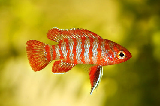 Scarlet Badis (Dario dario) – small red nano fish swimming in a planted freshwater aquarium.