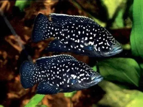 Starry Night Cichlid (Paratilapia polleni) – large black freshwater cichlid with star-like white spots in an aquarium.