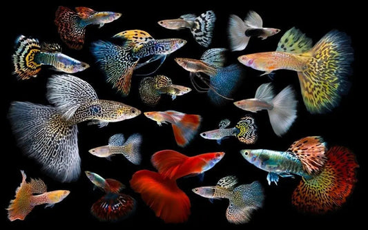 Guppy (Poecilia reticulata) – colorful freshwater livebearer fish with flowing tail in a planted community aquarium.