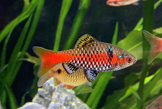 Odessa Barb (Pethia padamya) – small freshwater schooling fish with red stripe and silver body in aquarium.