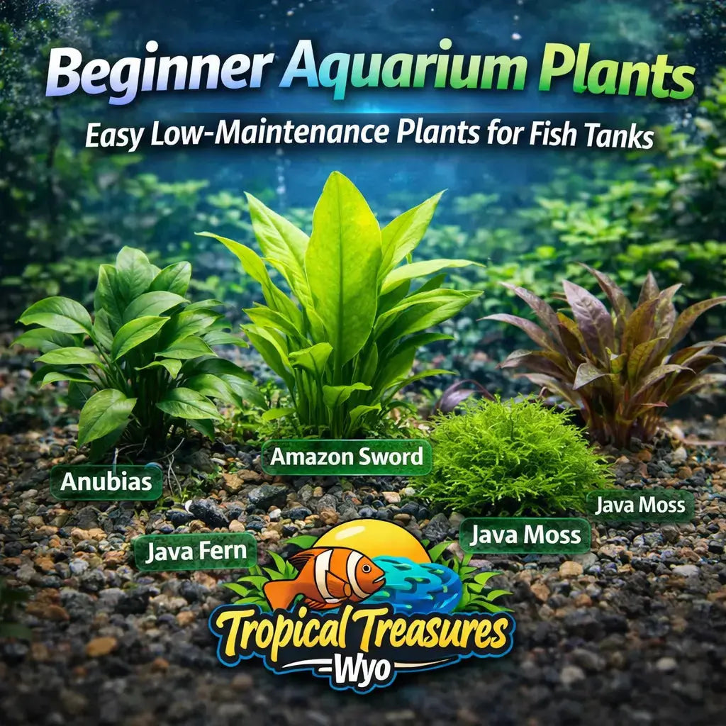 Beginner Aquarium Plants  Easy Live Plants for Fish Tanks | TTW  Tropical  Treasures Wyo LLC