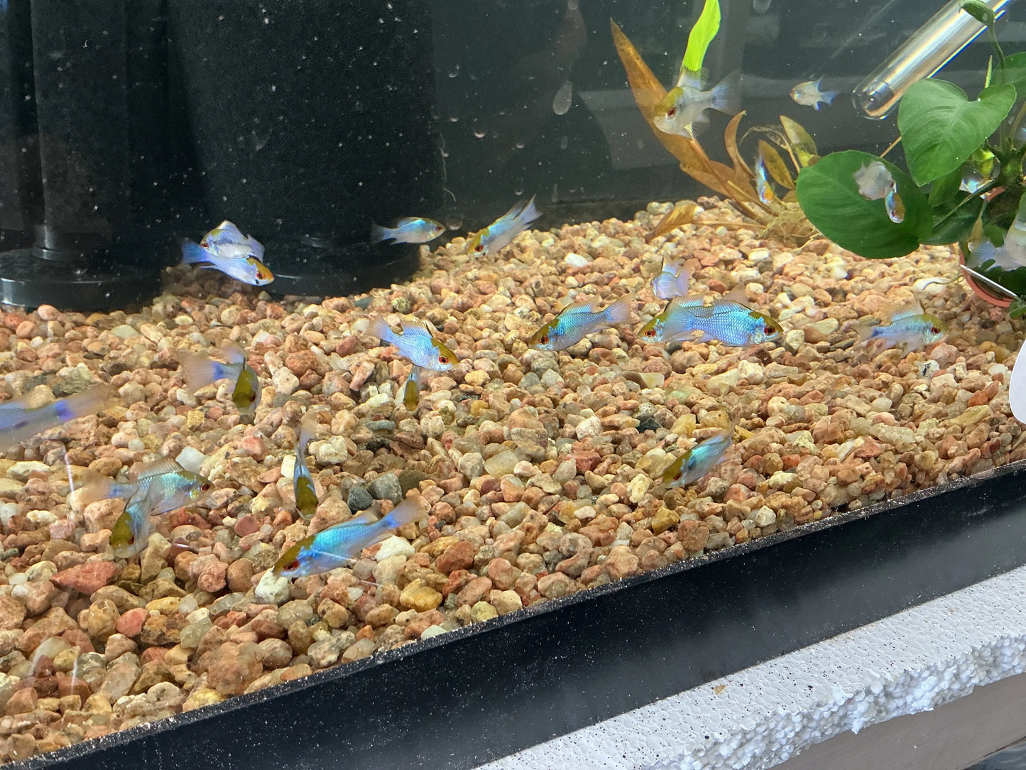 Electric Blue Ram peaceful dwarf cichlid in community tank