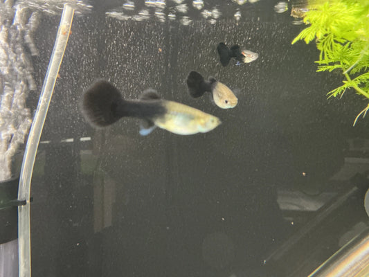 Tuxedo Black Guppy (Poecilia reticulata) – male and female pair with metallic black and colorful tail patterns in a freshwater aquarium.