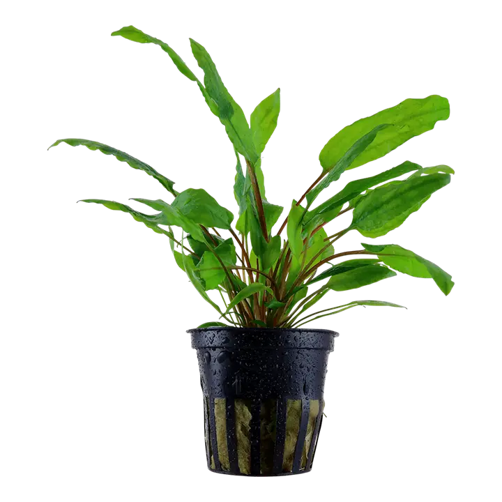 Tropica Cryptocoryne Wendtii Green Tropical Treasures Wyo LLC