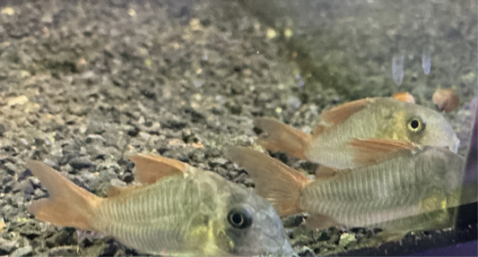 Corydoras concolor β Medium size peaceful bottom-dwelling catfish for freshwater aquariums