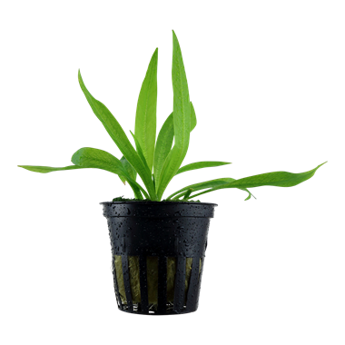 “Helanthium bolivianum ‘Quadricostatus’ – bright green dwarf chain sword aquarium plant forming a lush carpet in a freshwater aquascape.”