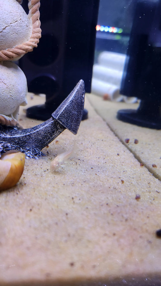 Albino Aeneus Corydora Tropical Treasures Wyo