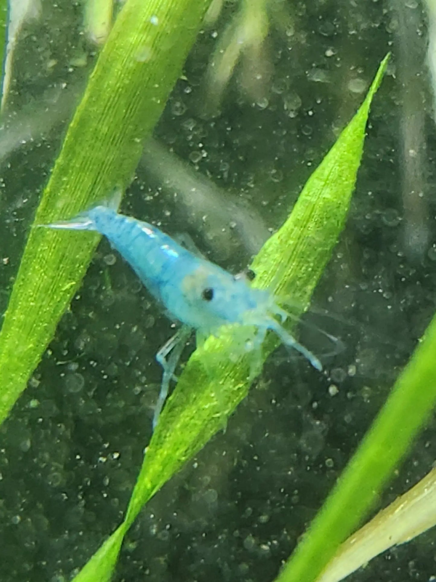 Blue Jelly Shrimp with bright blue body in planted aquarium