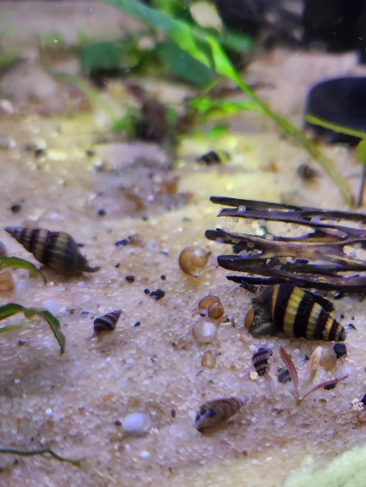 Assassin Snail (Clea helena) – yellow and brown striped carnivorous freshwater aquarium snail used for natural pest snail control.