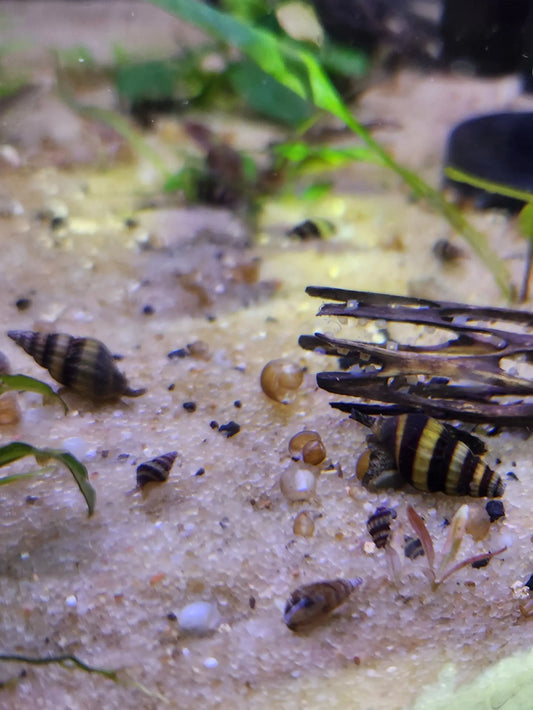Assassin Snail (Clea helena) – yellow and brown striped carnivorous freshwater aquarium snail used for natural pest snail control.
