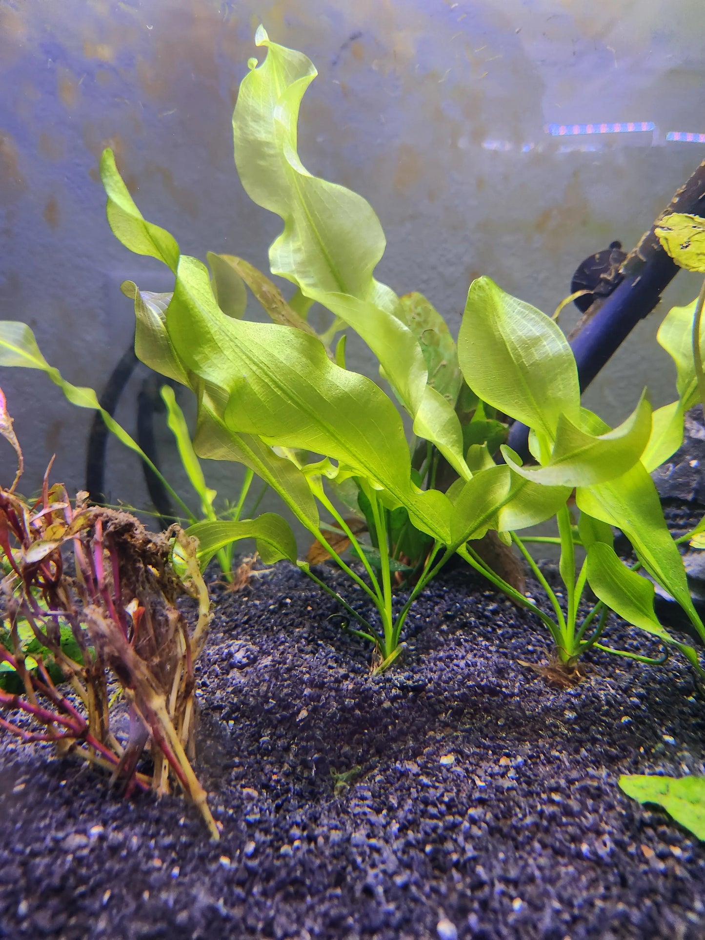 Aponogeton ulvaceus (Betta Plant / Water Hawthorn) β large aquarium bulb plant with long, ruffled green leaves, used as a background centerpiece in freshwater aquariums.