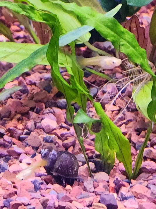 Live 24K Gold Ribbon Guppy for sale – premium fancy guppy fish