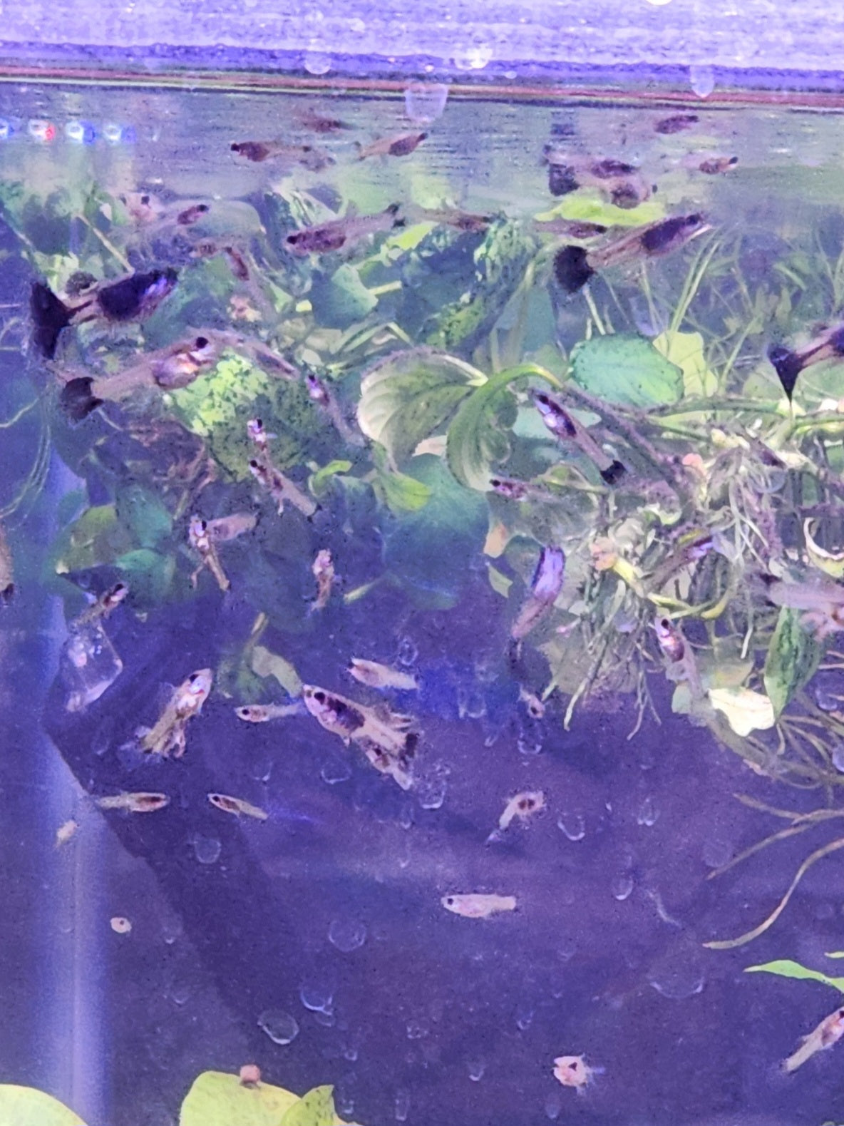 Black Metal Lace Guppy