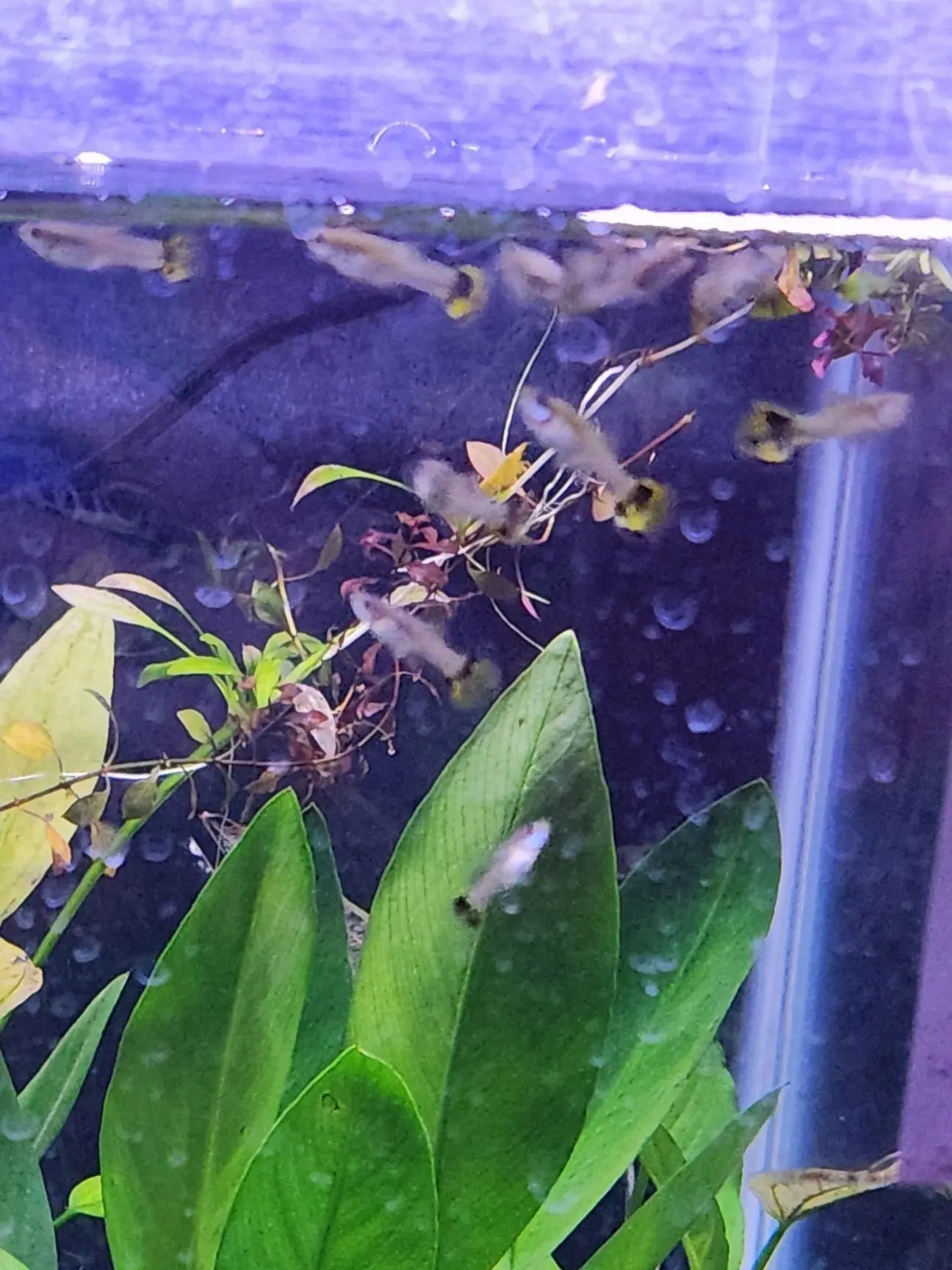 Colorful guppy with tiger pattern and halfmoon tail swimming in aquarium
