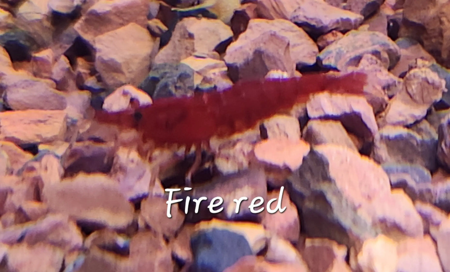 Fire Red Shrimp with deep red color in planted freshwater aquarium