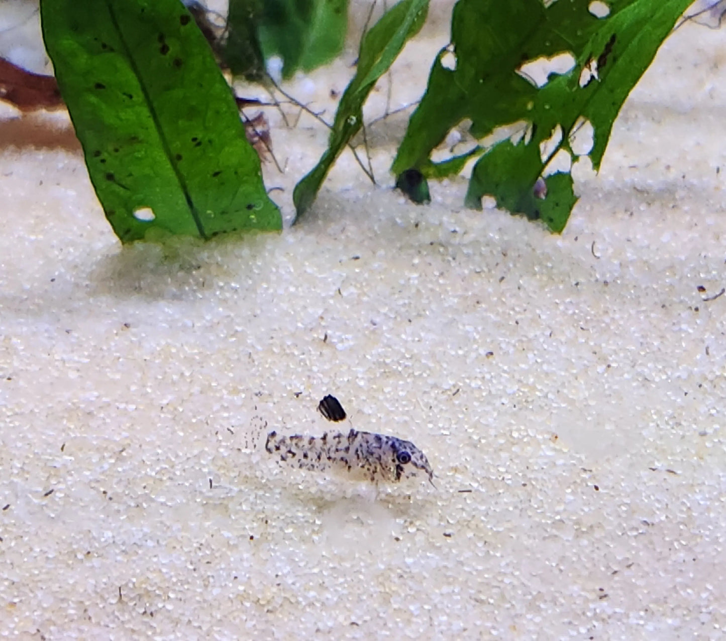 “Julii Cory (Corydoras julii) – small spotted freshwater catfish resting on sand substrate in a planted community aquarium