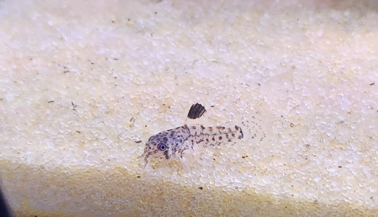 Julii Corydoras Corydoras julii with intricate spotted pattern foraging on sand substrate in a planted freshwater aquarium