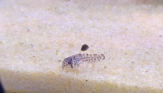 βJulii Cory (Corydoras julii) β small spotted freshwater catfish resting on sand substrate in a planted community aquarium