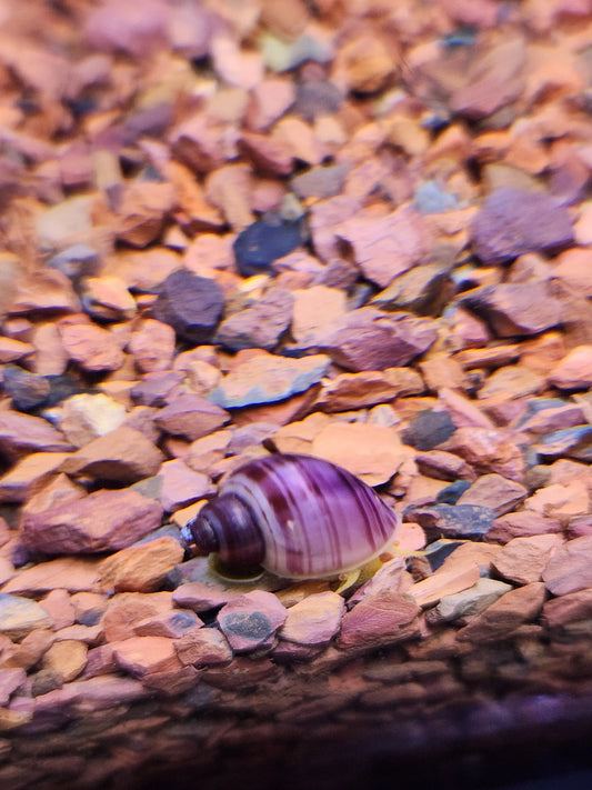 Magenta Mystery Snail – vibrant purple freshwater snail with pale body, gliding on glass in a planted aquarium.