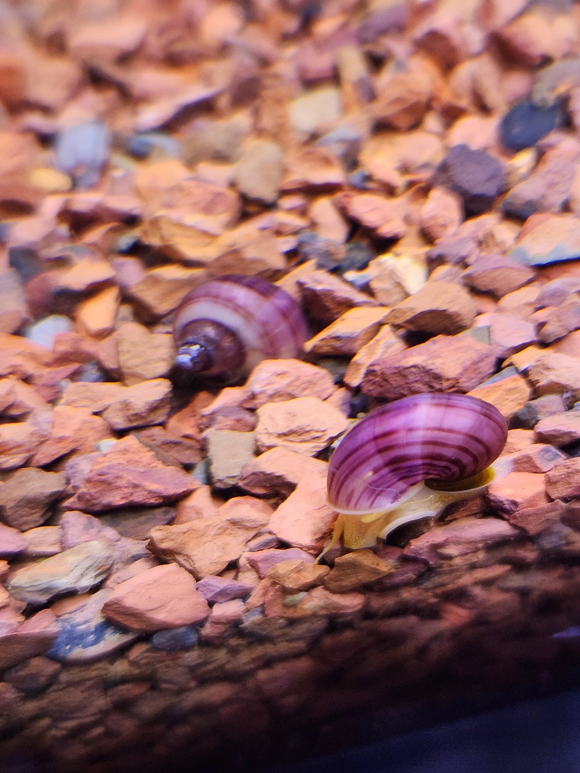 Magenta Mystery Snail β vibrant purple freshwater snail with pale body, gliding on glass in a planted aquarium.