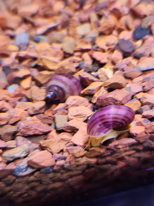 Magenta Mystery Snail – vibrant purple freshwater snail with pale body, gliding on glass in a planted aquarium.