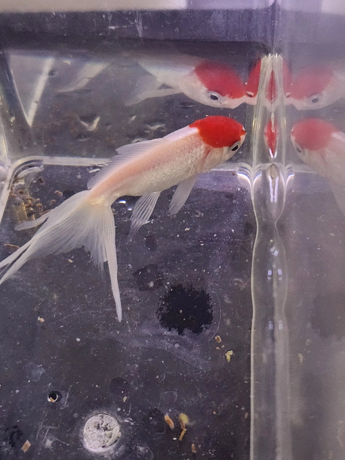 Red Cap Oranda Goldfish – 2 to 2.5-inch fancy goldfish with bright red head growth and flowing fins in a freshwater aquarium