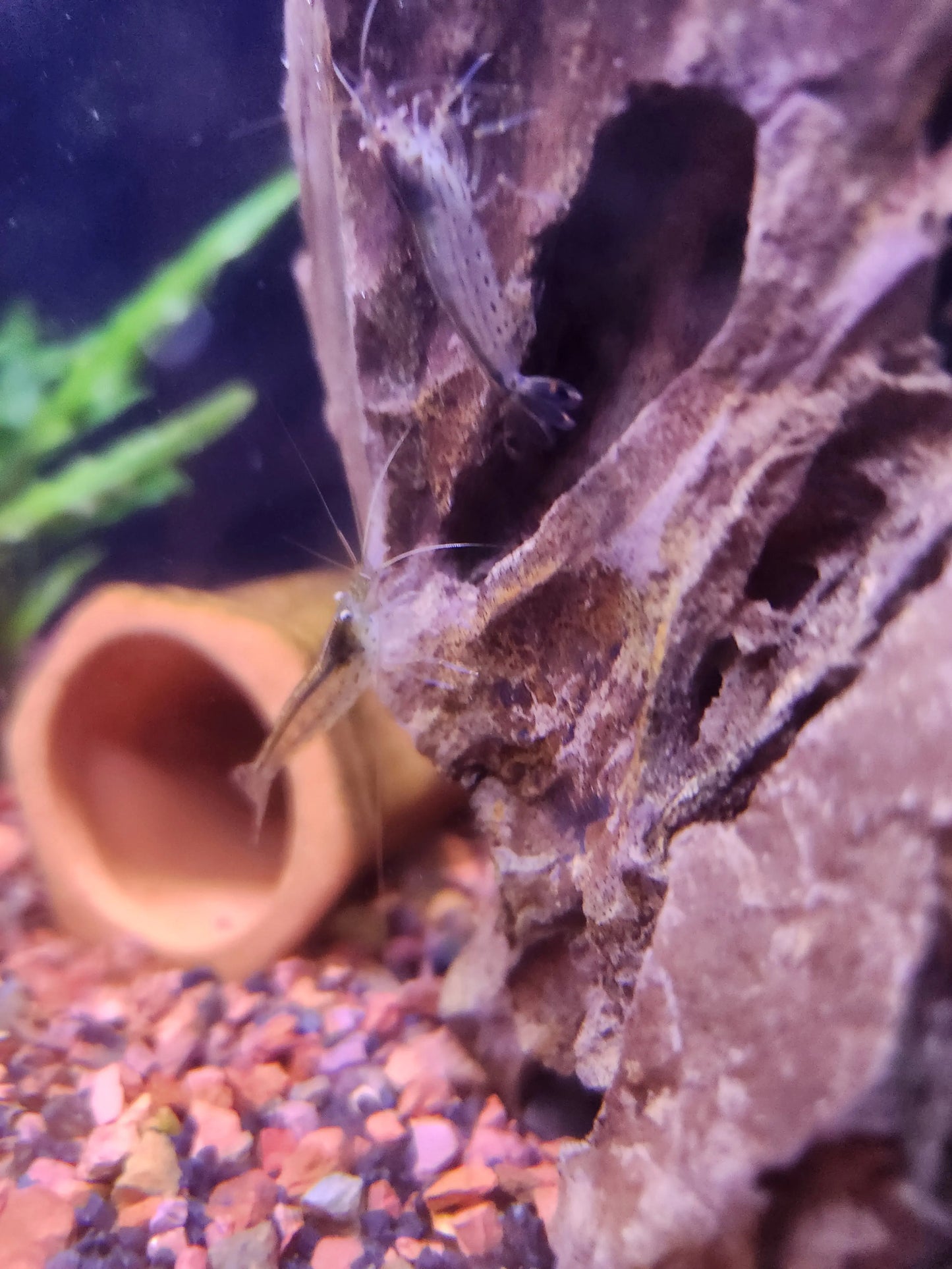 Amano Shrimp Tropical Treasures Wyo