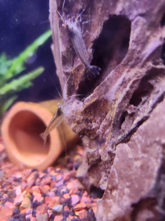 Amano Shrimp Tropical Treasures Wyo