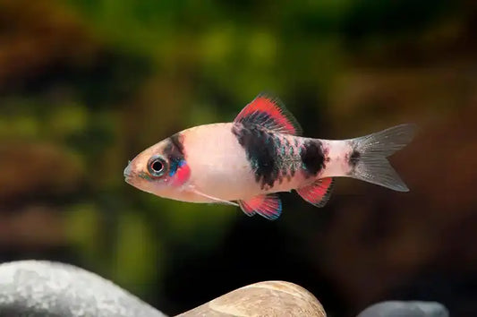 Colorful Melon Barb swimming in aquascaped freshwater aquarium