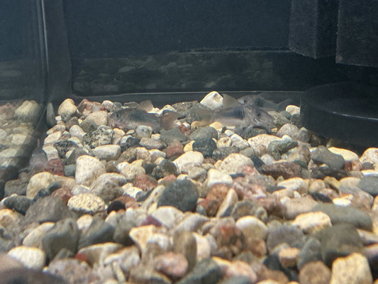 Green Aeneus Corydoras (Corydoras aeneus) β peaceful schooling bottom-dwelling freshwater catfish with metallic green-bronze coloration, ideal for community tanks.