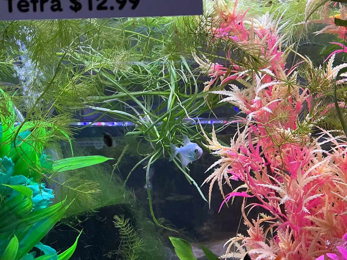 Cosmic Blue GloFish tetra swimming beside pink and green aquarium plants in a blacklight-lit display tank