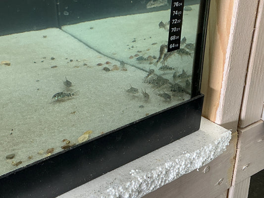 Peppered Corydoras freshwater catfish with speckled body pattern