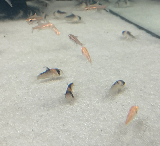Bandit Corydora β Corydoras metae with black mask stripe swimming along sandy aquarium bottom
