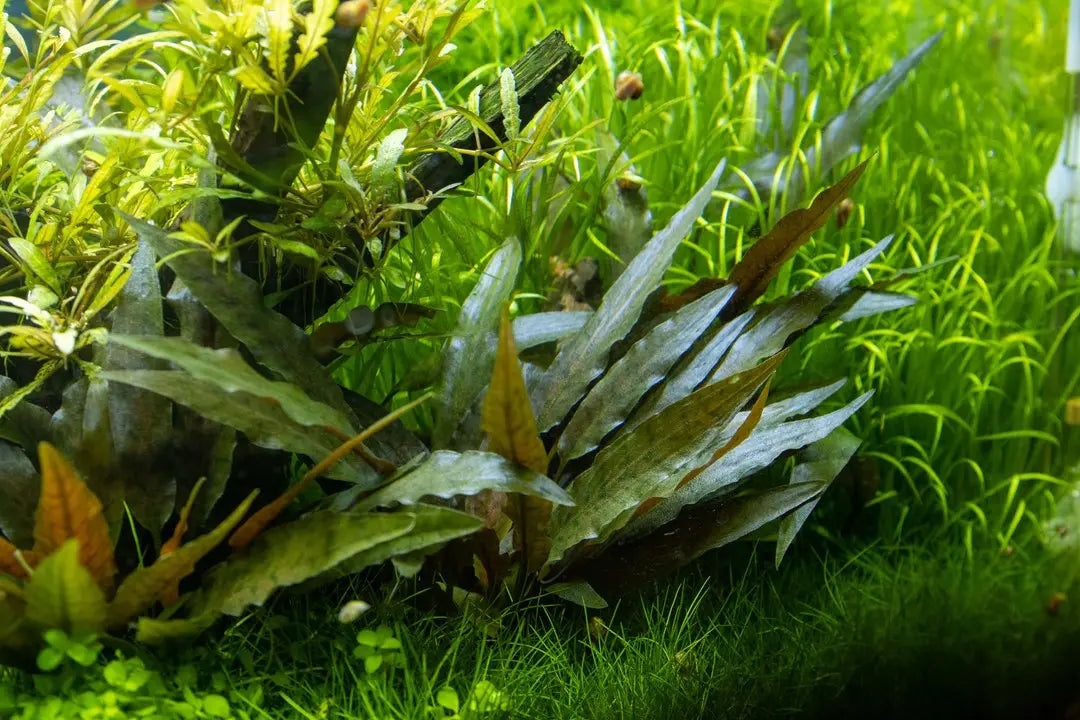Cryptocoryne beckettii aquarium plant with bronze and olive green leaves