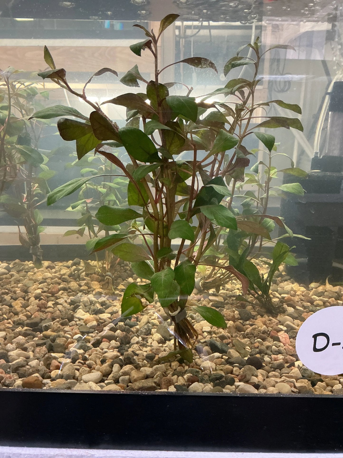 Ludwigia Dark Red – vibrant red freshwater aquarium stem plant with burgundy leaves, growing in a planted aquascape.