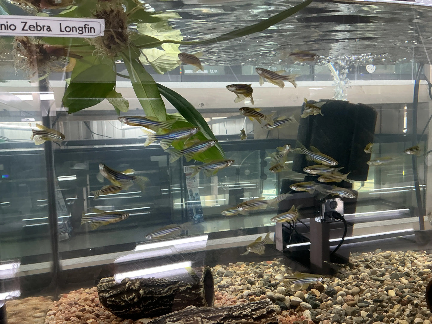 Longfin Danio (Danio rerio) – zebra-patterned freshwater schooling fish with elongated, flowing fins swimming in a planted community aquarium.