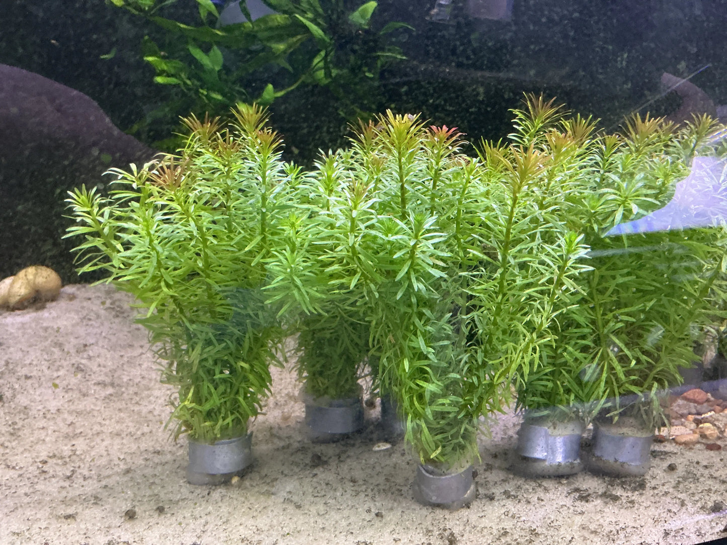 Rotala bossii – Fine-Leaved Pink-Red Aquarium Stem Plant