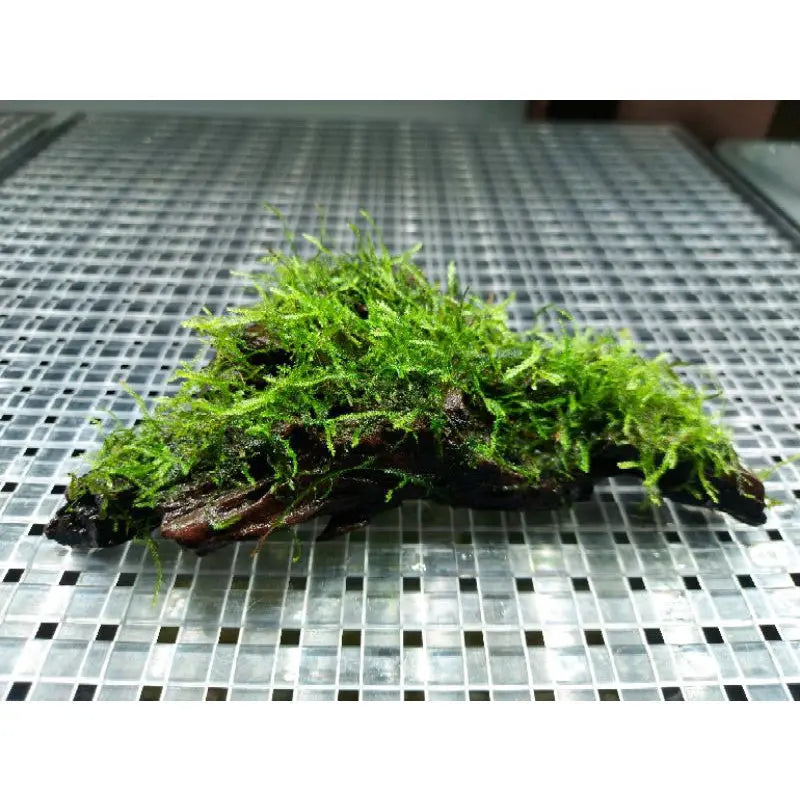 Java Moss on 10cm wood Tropical Treasures Wyo LLC