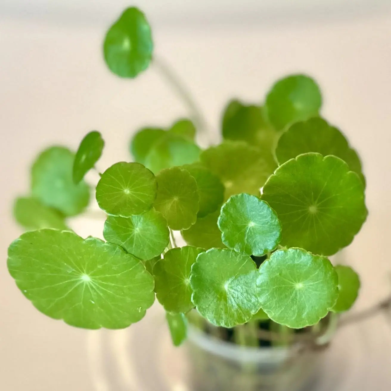 Pennywort Portion Cup Tropical Treasures Wyo LLC