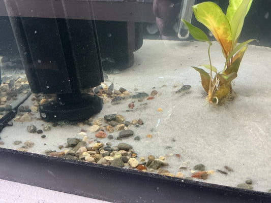 Peaceful Peppered Corydoras with tetras in freshwater aquarium