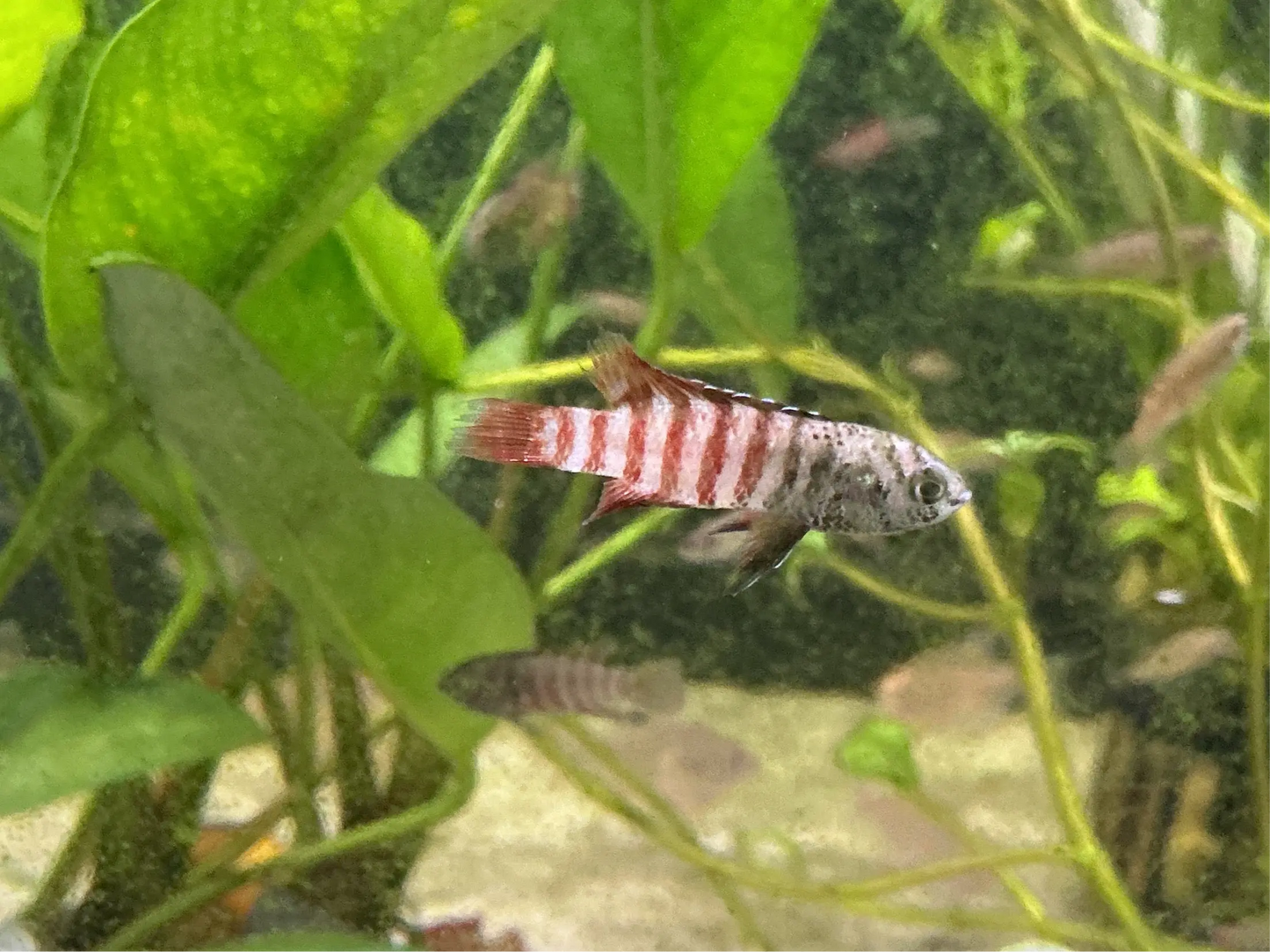 Dario tigris Tiger Badis, medium to large freshwater nano fish with striking orange and black markings