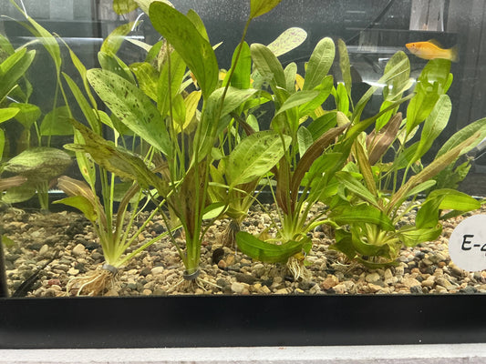 Red Rubin Sword (Echinodorus ‘Rubin’) – aquarium plant with broad red and bronze leaves used as a background centerpiece in a planted tank.
