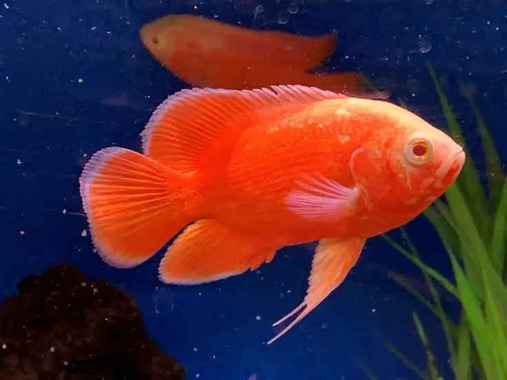 Red Chili Oscar Astronotus ocellatus large South American cichlid with intense red orange coloration