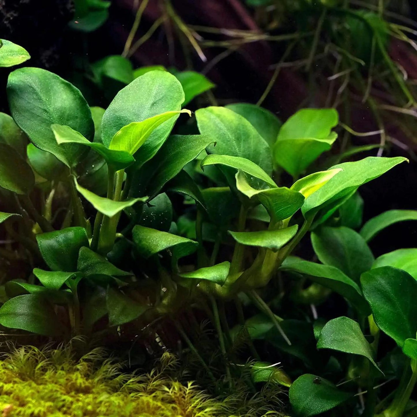 Anubias nana freshwater aquarium plant