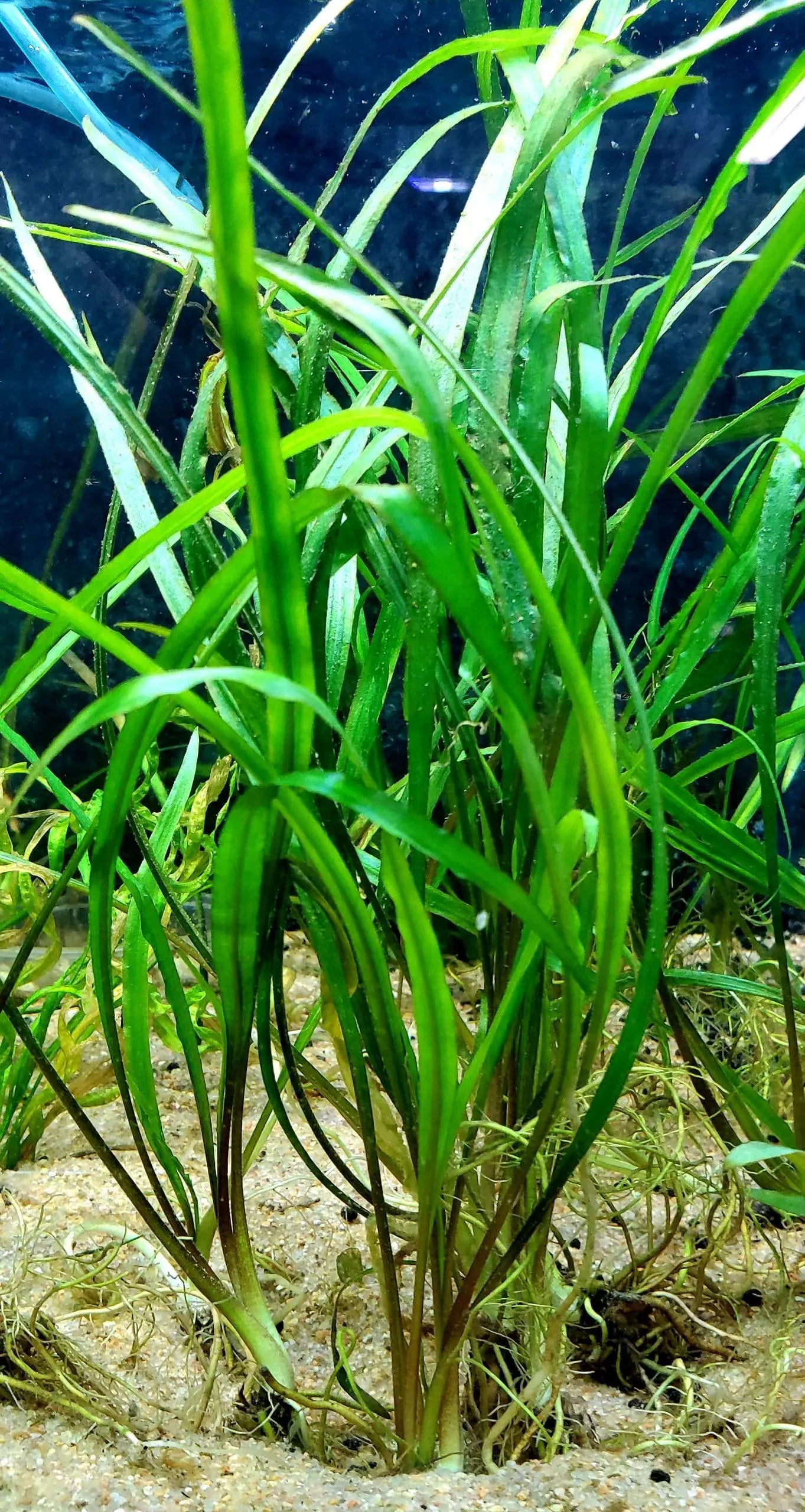 Cryptocoryne spiralis tall green crypt aquarium plant for freshwater planted tanks