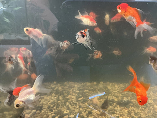 Tri-Color Oranda Goldfish with orange, white, and black patches and distinctive wen head growth swimming in a freshwater aquarium.