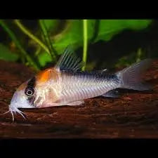 Adolfoβs Corydora with orange head patch in freshwater aquarium