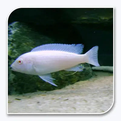 Albino Ice Blue Zebra African cichlid
